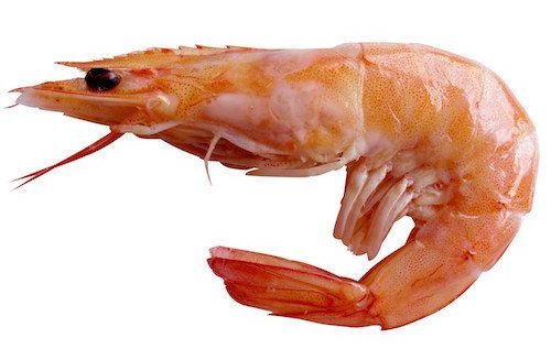 a shrimp