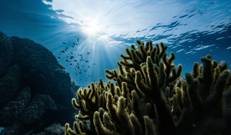 Underwater looking up at sun