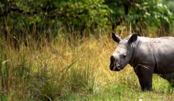 Baby rhino