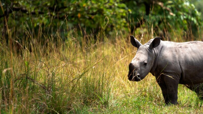 Baby rhino