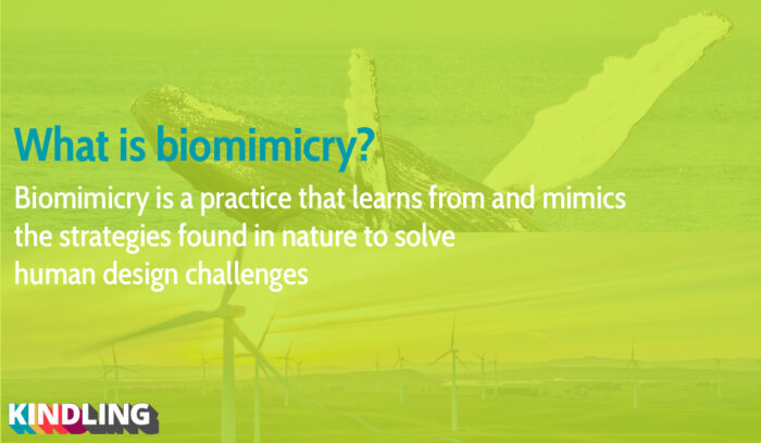 Short description of biomimicry