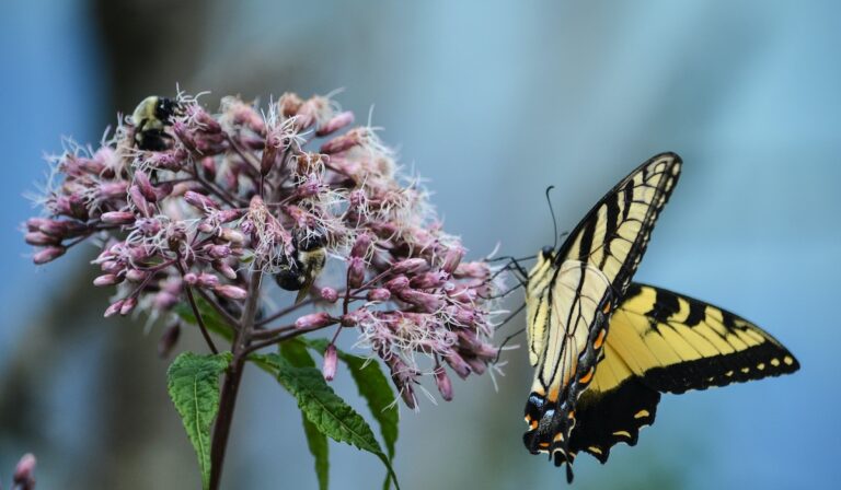 A butterfly landing on a flower