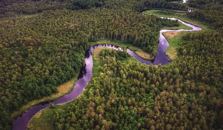 Aerial view of green tress and a river