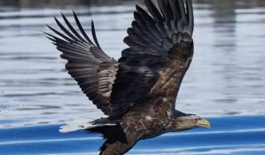 White tailed eagle