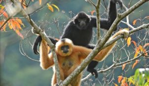 Hainan gibbon