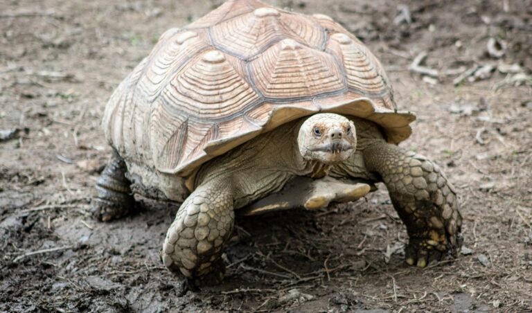 Giant tortoise