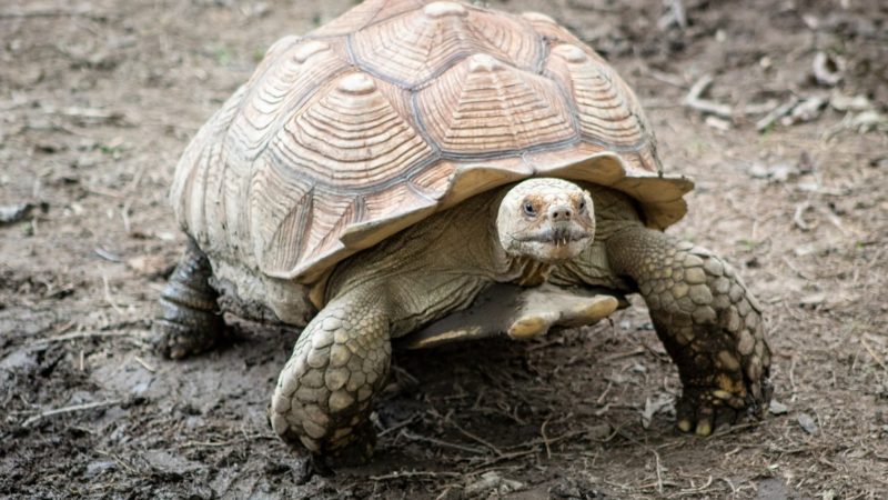 Giant tortoise