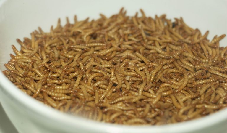 Mealworms