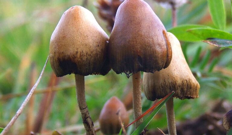 Psilocybe semilanceata