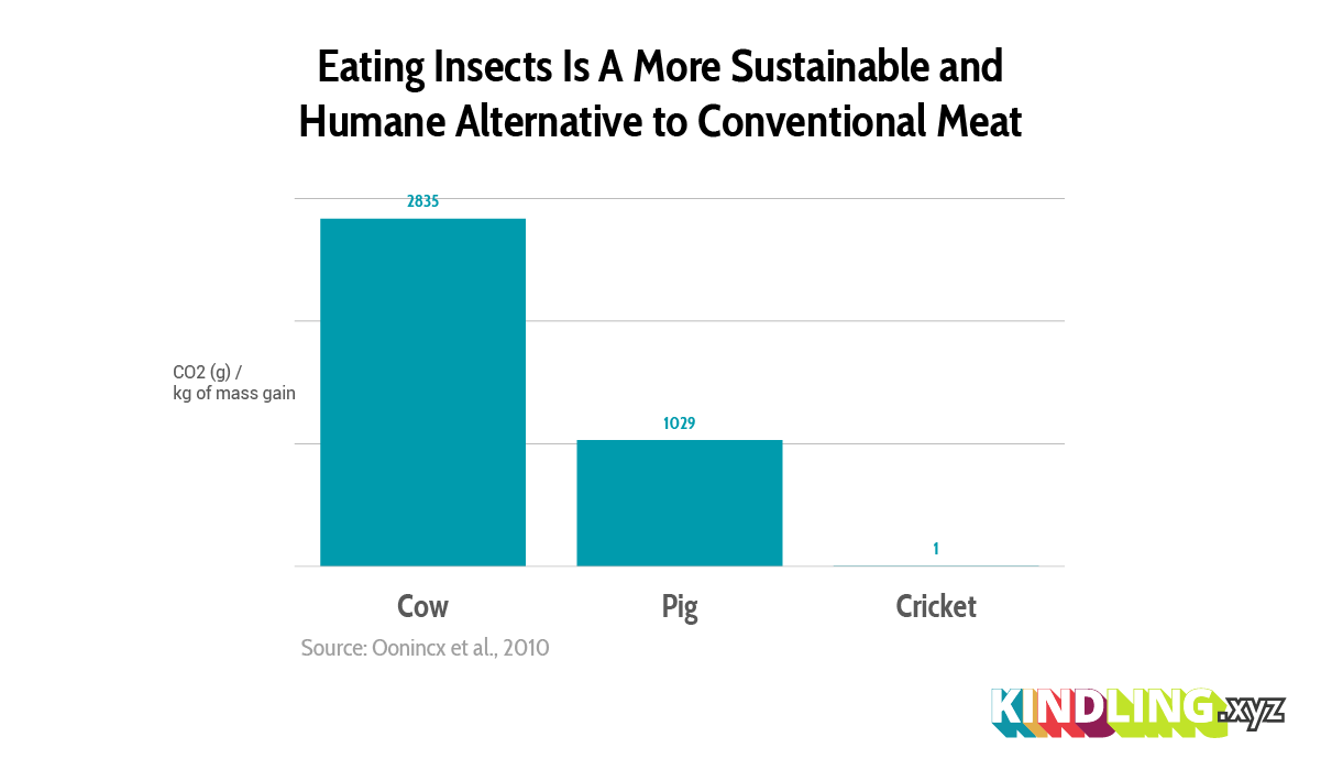 Kindling - Eating Insects