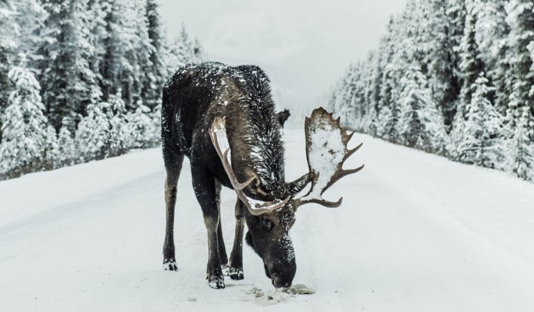 Reindeer