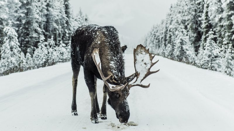 Reindeer