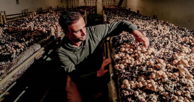 Cycloponics underground mushroom farm