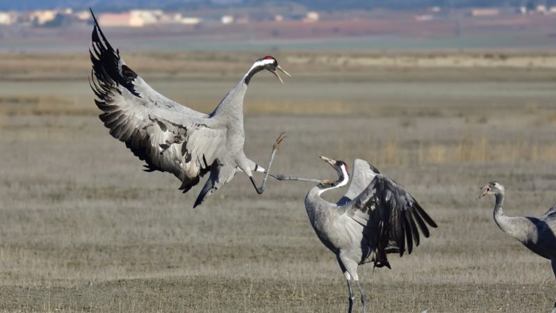 Common cranes