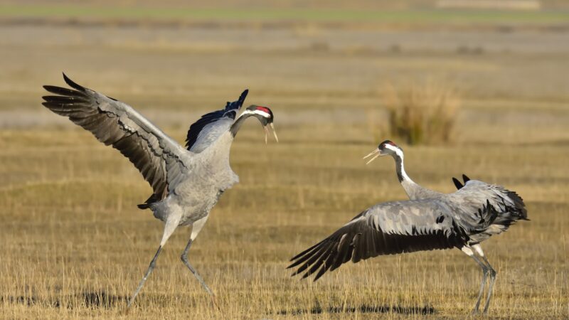 Cranes (birds)