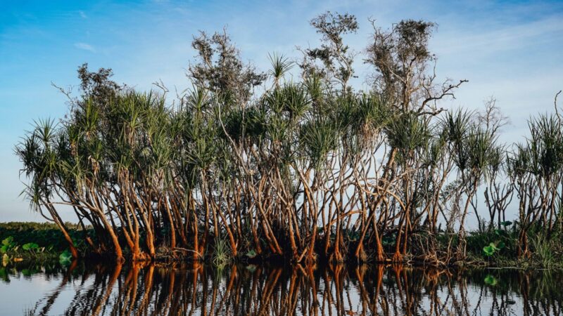 Mangroves