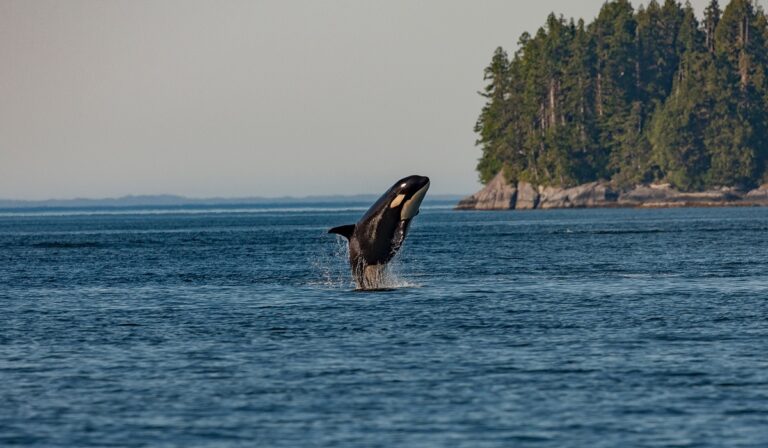 Orca jumping out of the water