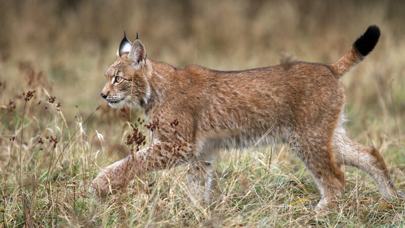 Lynx