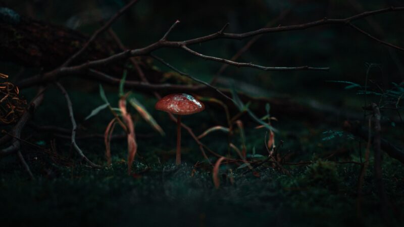 Mushrooms growing in the ground