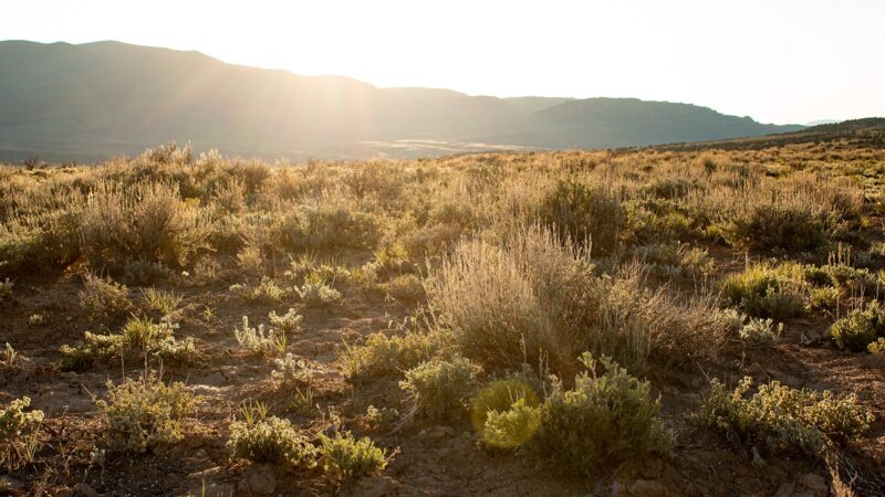 Desert landscape