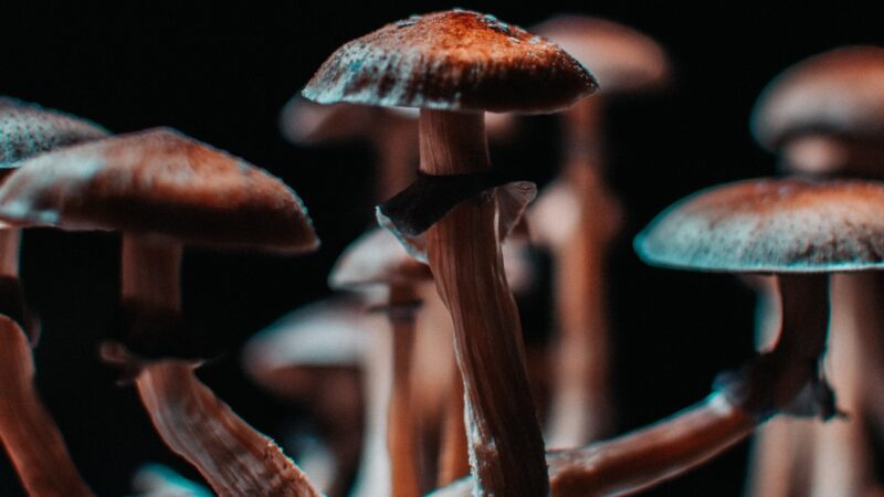 Psilocybin mushrooms