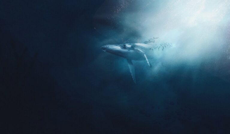 Whale underwater