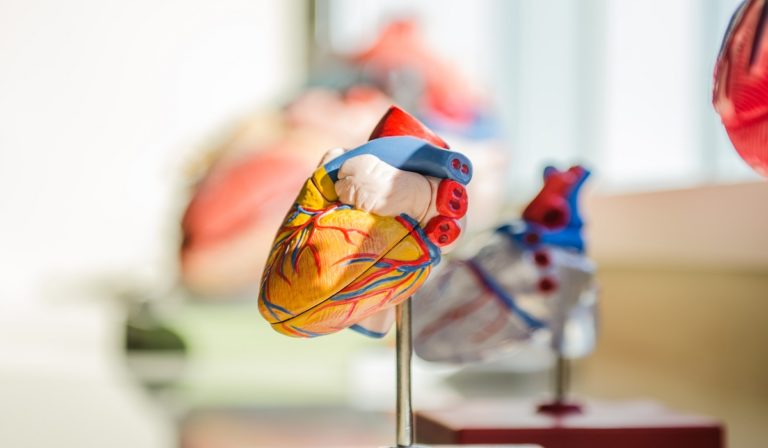 Heart models on the shelf