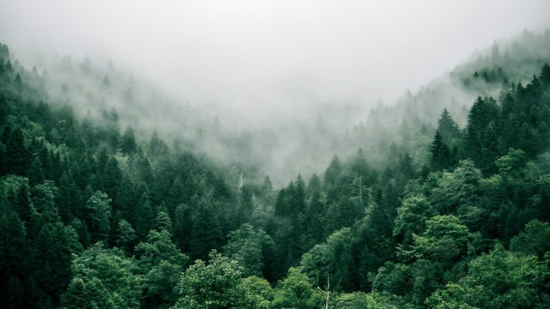 An aerial view of the rainforest