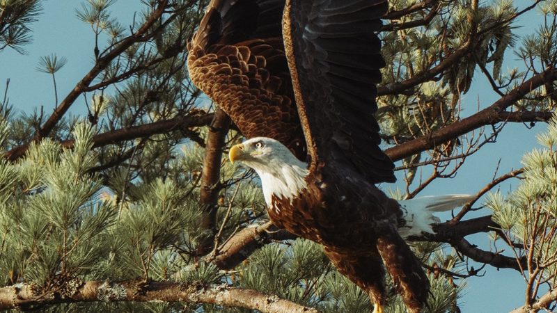 Bald eagle