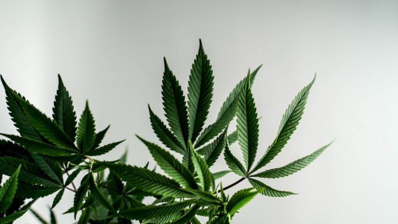 Cannabis leaves