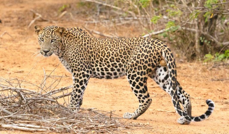 Leopard, Yala National Park, Sri Lanka