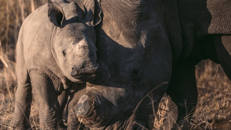 Rhino and baby