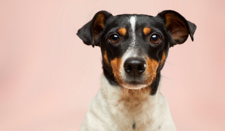 A dog staring at the camera