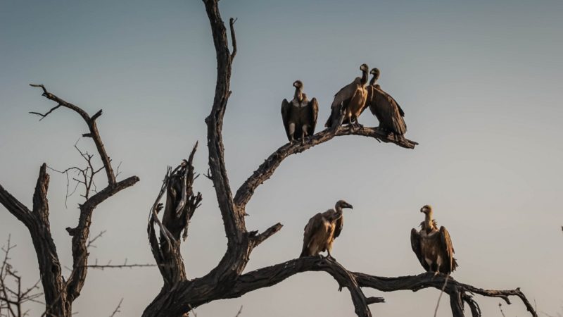 Vultures on a tree