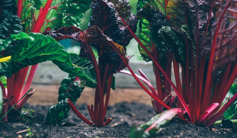 Chard growing