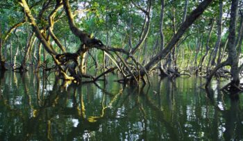 Mangrove forest