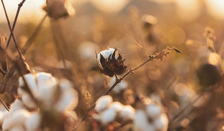 Cotton growing