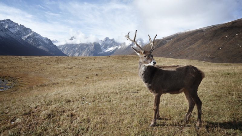 Caribou in mountains