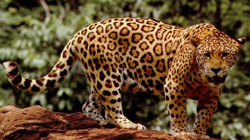 Jaguar