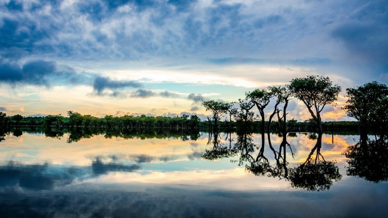 Trees reflected in river