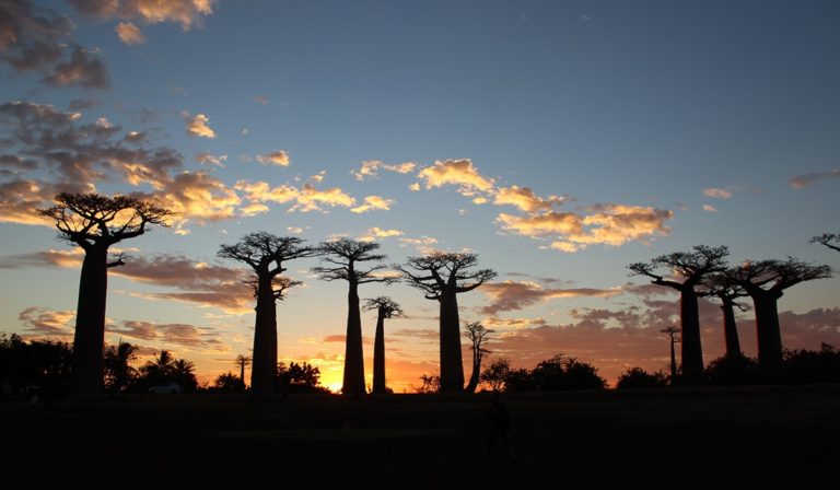 Avenue of the Baobabs, Morondava, Madagascar