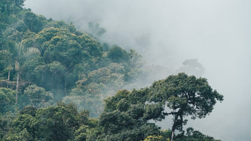 Forest and clouds