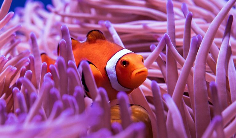 Clown fish