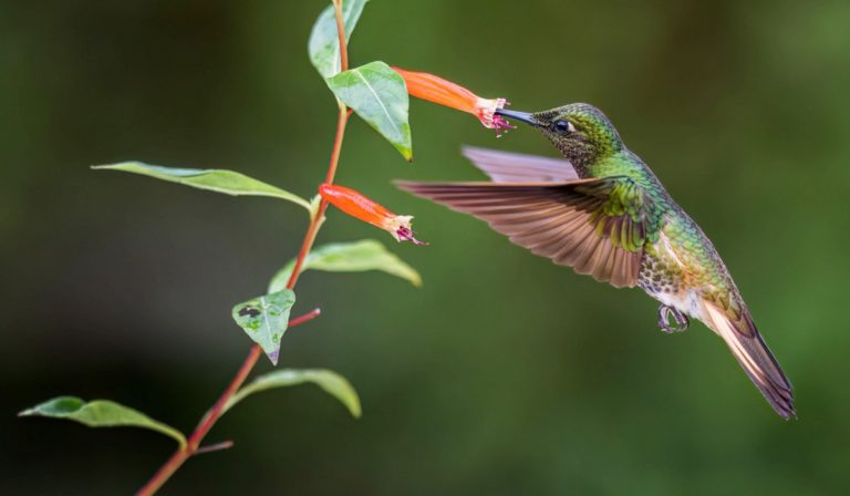 Buff-tailed Coronet