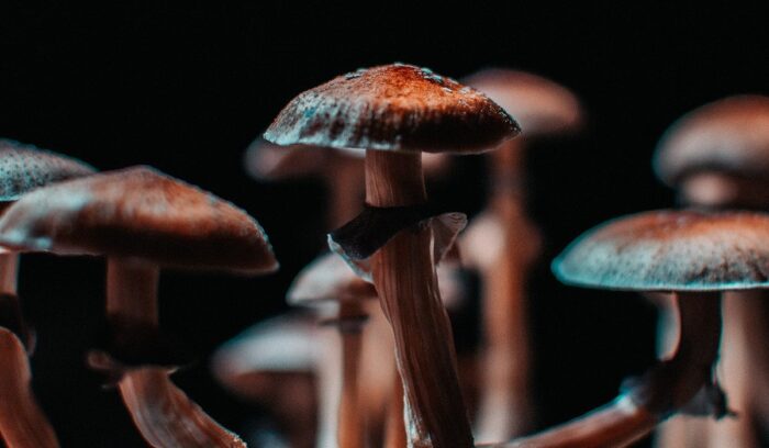 Oregon licenses U.S.’s first-ever legal psilocybin facilitators