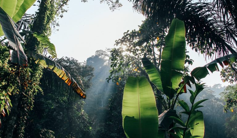 Rainforest scene with sun shining through