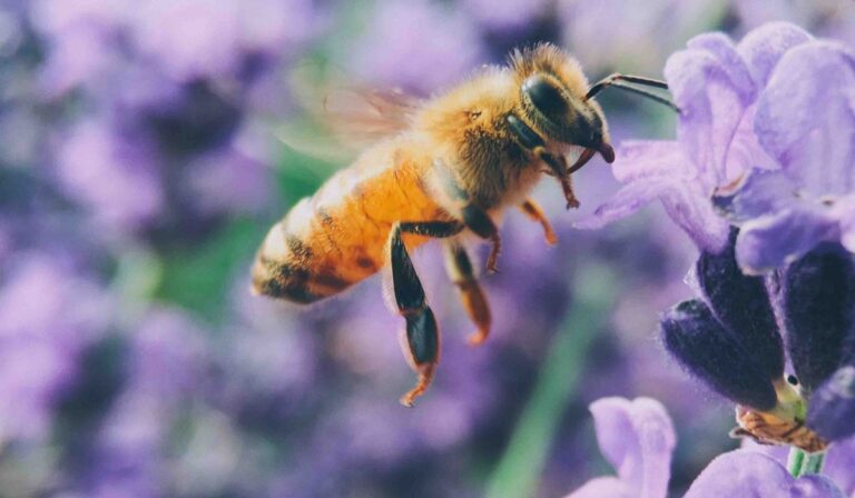 Bee with purple flowers