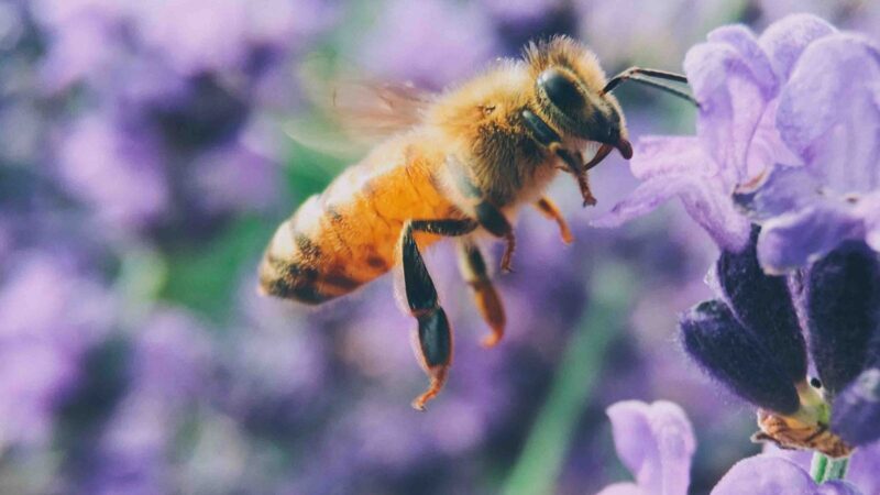 Bee with purple flowers