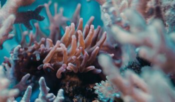 Coral reef with anemone