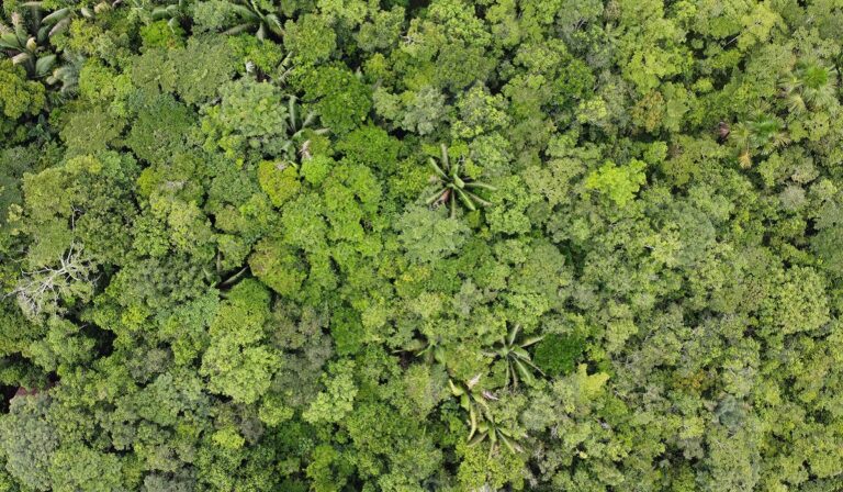 Aerial view of rainforest